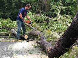 Best Utility Line Clearance  in Manchester, TN