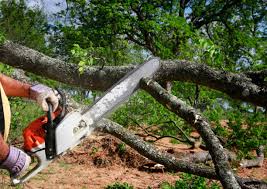 Best Tree Maintenance Programs  in Manchester, TN