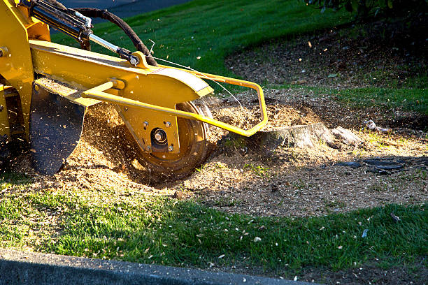 Best Lawn Dethatching  in Manchester, TN