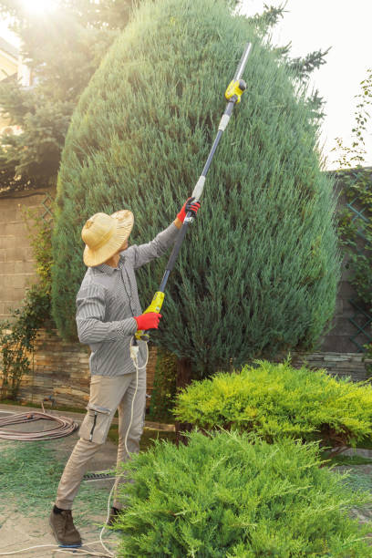 Best Tree Disease Treatment  in Manchester, TN