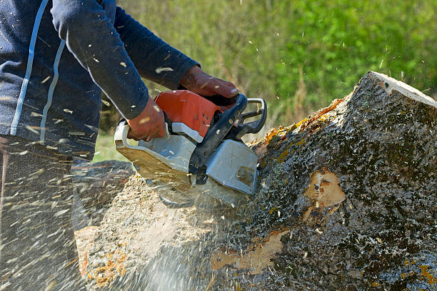 How Our Tree Care Process Works  in Manchester, TN